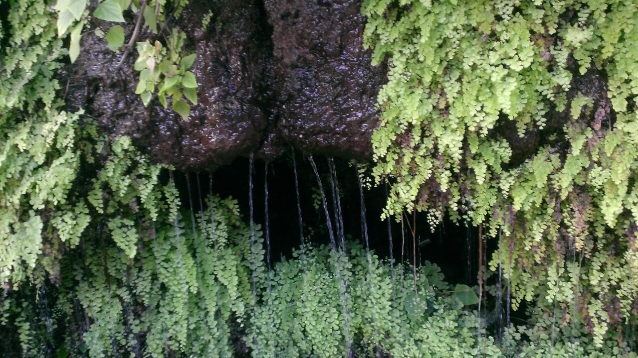 Ferns in rocks