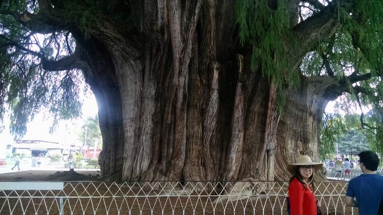 Large Tree Large Tree