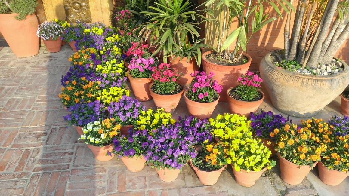 Flower Pots.jpg Flower Pots